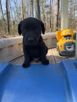 Halo, a male Labrador Retriever for sale in Evensville, TN – Photo 5 of 9