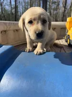 Bingo, a male Labrador Retriever for sale in Evensville, TN – Photo 2 of 9