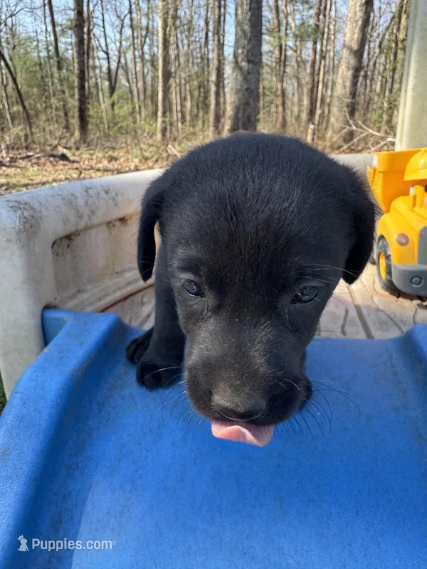 Halo, a male Labrador Retriever for sale in Evensville, TN – Photo 1 of 9