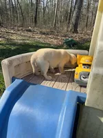 Bingo, a male Labrador Retriever for sale in Evensville, TN – Photo 8 of 9