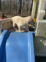 Bingo, a male Labrador Retriever for sale in Evensville, TN – Photo 9 of 9