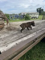 Scout, a female Australian Cattle Dog for sale in Evensville, TN – 8 of 9