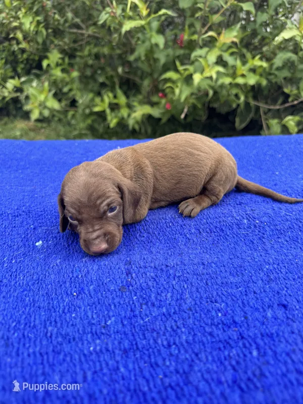 Teddy – Miniature Dachshund puppy for sale in Evensville, TN