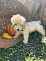 Creek, a male Miniature Schnauzer and Poodle - Miniature  for sale in Evensville, TN – 4 of 7