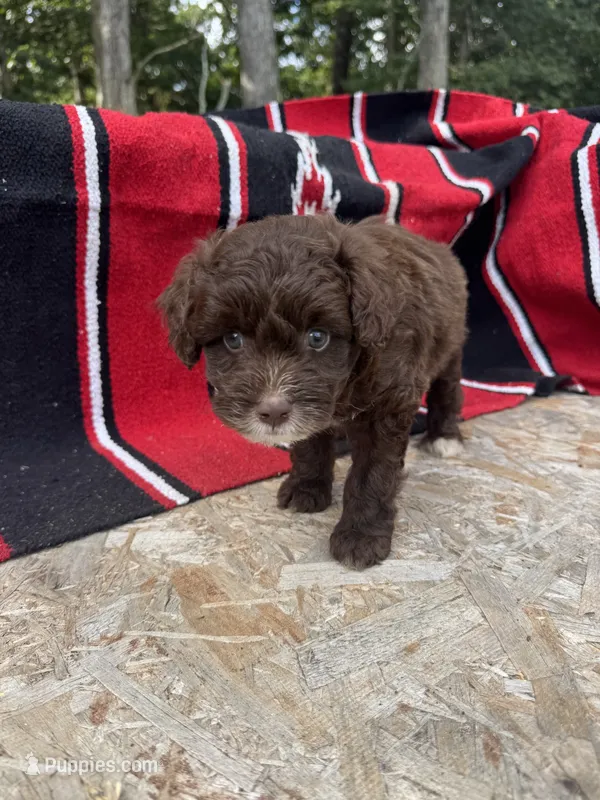 Dax – Miniature Aussiedoodle puppy on hold in Evensville, TN