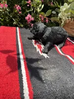 Richie, a male Schnoodle for sale in Evensville, TN – 8 of 9