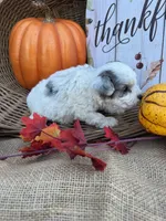Noble, a male Schnoodle and Poodle - Miniature  for sale in Evensville, TN – 2 of 7
