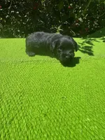 Elaretta, a female Schnoodle for sale in Evensville, TN – 1 of 8