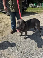 BoBi, a male Labrador Retriever for sale in Evensville, TN – 3 of 5