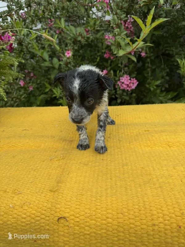 Lola – Australian Cattle Dog puppy for sale in Evensville, TN