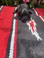 Conrade, a male Schnoodle for sale in Evensville, TN – 3 of 7