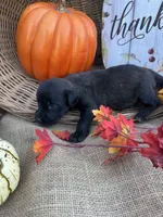 Primm, a female Labradoodle for sale in Evensville, TN – 5 of 8