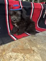 Nutty Buddy, a male Miniature Aussiedoodle for sale in Evensville, TN – 2 of 5