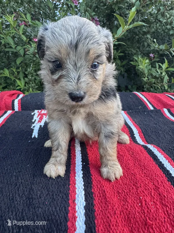 Cosmic Brownie – Miniature Aussiedoodle puppy for sale in Evensville, TN