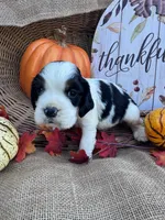 Oaklynd, a male English Springer Spaniel for sale in Evensville, TN – 1 of 6