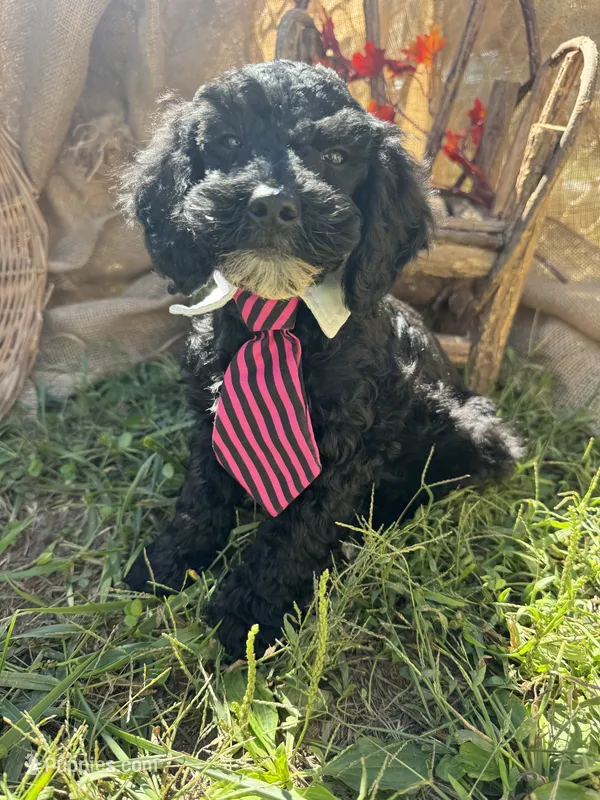 River – Miniature Schnauzer, Poodle - Miniature  puppy for sale in Evensville, TN