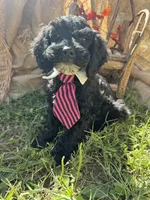 River, a male Miniature Schnauzer and Poodle - Miniature  for sale in Evensville, TN – 1 of 6