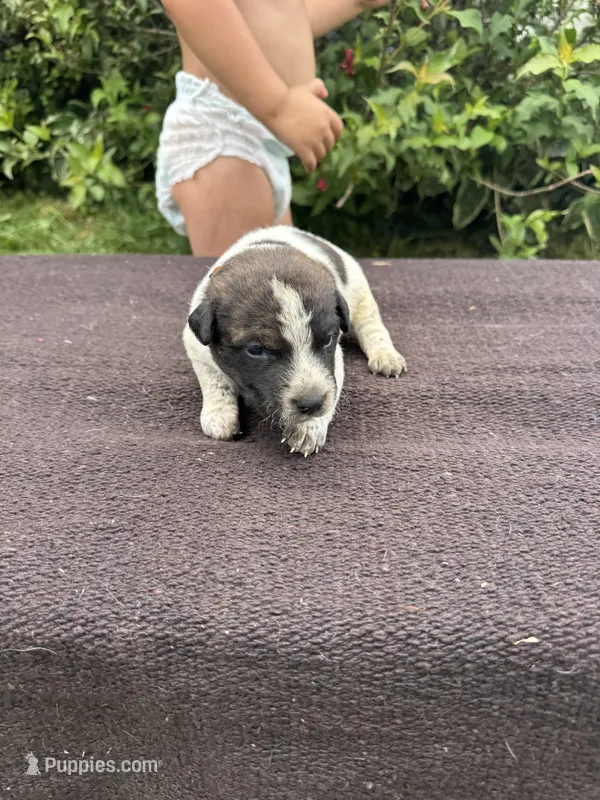 Knox – Australian Cattle Dog puppy for sale in Evensville, TN
