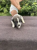 Knox, a female Australian Cattle Dog for sale in Evensville, TN – 1 of 10