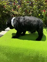 Blackbird, a male Giant Schnauzer for sale in Evensville, TN – 7 of 8