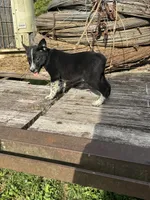 Willow, a female Australian Cattle Dog for sale in Evensville, TN – 7 of 10