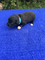 Swiss Roll, a female Miniature Aussiedoodle for sale in Evensville, TN – 3 of 10