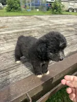 Fudge Round, a female Miniature Aussiedoodle for sale in Evensville, TN – 6 of 7