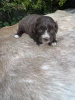 Arlo, a male Miniature Aussiedoodle for sale in Evensville, TN – 5 of 9