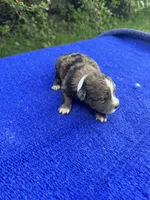 Zebra Cake, a male Miniature Aussiedoodle for sale in Evensville, TN – 3 of 9