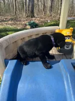 Mango, a female Labrador Retriever for sale in Evensville, TN – Photo 8 of 8