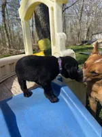 Mango, a female Labrador Retriever for sale in Evensville, TN – Photo 7 of 8