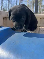 Mango, a female Labrador Retriever for sale in Evensville, TN – Photo 1 of 8