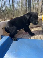 Mango, a female Labrador Retriever for sale in Evensville, TN – Photo 4 of 8