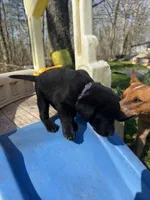 Mango, a female Labrador Retriever for sale in Evensville, TN – Photo 3 of 8