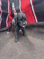 Ocean, a male Miniature Schnauzer and Poodle - Miniature  for sale in Evensville, TN – 3 of 8