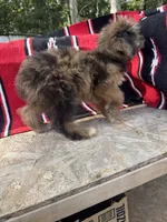 Zebra Cake, a male Miniature Aussiedoodle for sale in Evensville, TN – 5 of 7