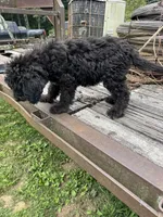Iris, a female Sheepadoodle for sale in Evensville, TN – 5 of 9