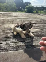 Precision, a female Schnoodle for sale in Evensville, TN – 6 of 7