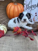 Nollie, a female Schnoodle and Poodle - Miniature  for sale in Evensville, TN – 4 of 7