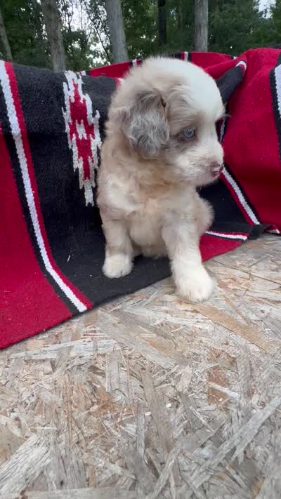 Koa, a male Miniature Aussiedoodle for sale in Evensville, TN – 7 of 7