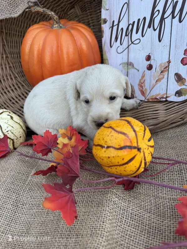 Persis – Labradoodle puppy for sale in Evensville, TN