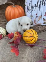 Persis, a female Labradoodle for sale in Evensville, TN – 1 of 8