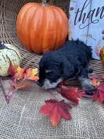 Namoni, a female Miniature Schnauzer and Schnoodle for sale in Evensville, TN – 4 of 8