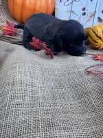 Primm, a female Labradoodle for sale in Evensville, TN – 6 of 8
