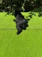 Elaretta, a female Schnoodle for sale in Evensville, TN – 8 of 8