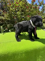 Legacy, a male Giant Schnauzer for sale in Evensville, TN – 5 of 7