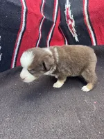 Peanut, a male Miniature Australian Shepherd for sale in Evensville, TN – 2 of 7