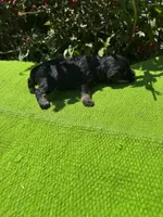 Density, a female Schnoodle for sale in Evensville, TN – 4 of 10
