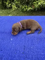 Izzy, a female Miniature Dachshund for sale in Evensville, TN – 4 of 8