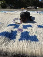 Candycorn, a female Miniature Dachshund for sale in Evensville, TN – 4 of 6